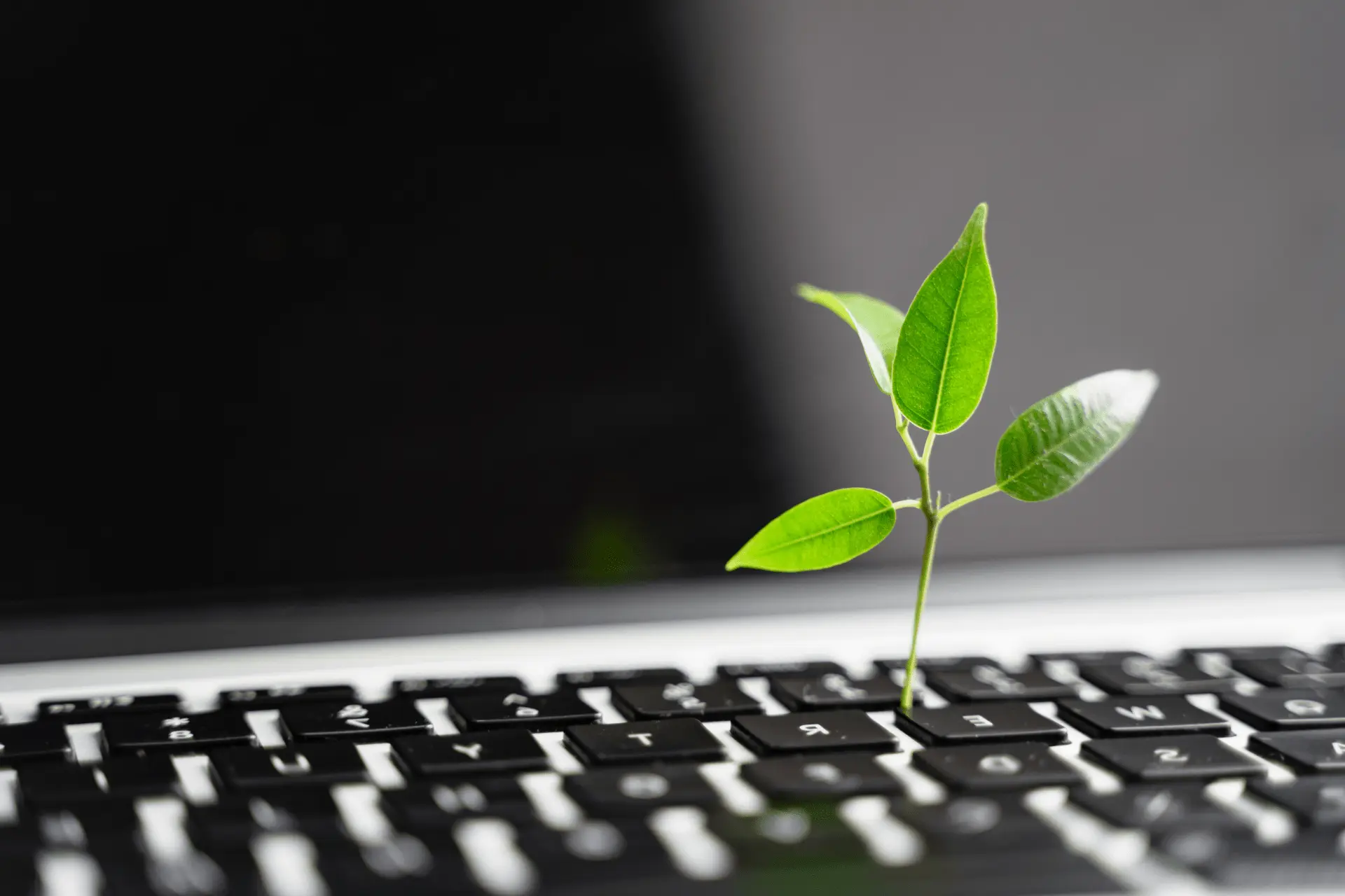 Key Strategies for Building a Sustainable and Environmentally Friendly Business